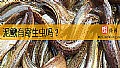 《泥鳅有寄生虫吗？》封面图