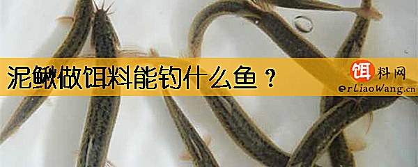 泥鳅做饵料能钓什么鱼