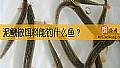 《泥鳅做饵料能钓什么鱼？》封面图