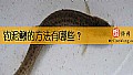 《钓泥鳅的方法有哪些？》封面图