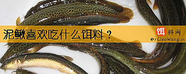 泥鳅喜欢吃什么饵料