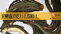 《泥鳅喜欢吃什么饵料？》封面图