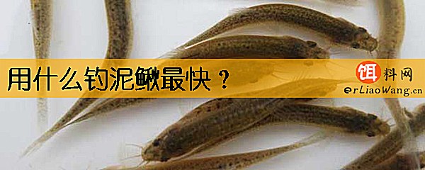 用什么钓泥鳅最快