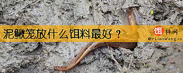 泥鳅笼放什么饵料最好