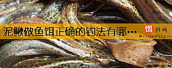 泥鳅做鱼饵正确的钓法有哪些