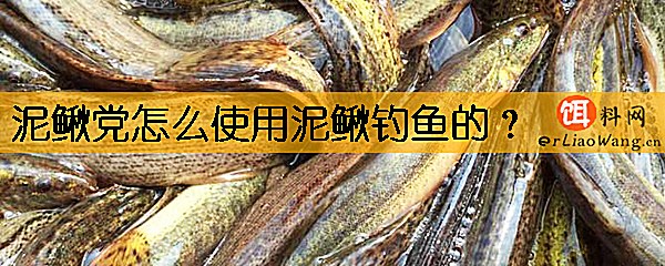 泥鳅党怎么使用泥鳅钓鱼的