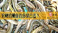 泥鳅钓鳜鱼钓多深合适？