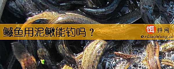 鳡鱼用泥鳅能钓吗