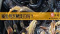 《鳡鱼用泥鳅能钓吗？》封面图