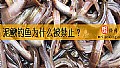 泥鳅钓鱼为什么被禁止？