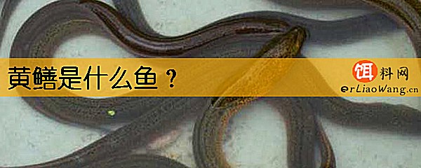 黄鳝是什么鱼