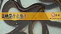 《黄鳝是什么鱼？》封面图