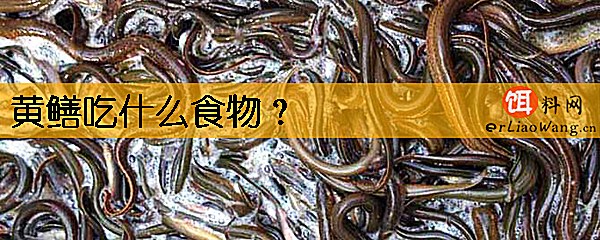 黄鳝吃什么食物