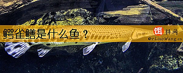 鳄雀鳝是什么鱼
