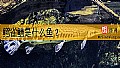 《鳄雀鳝是什么鱼？》封面图