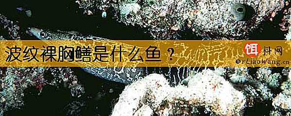 波纹裸胸鳝是什么鱼