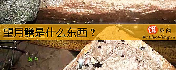 望月鳝是什么东西