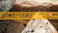 《望月鳝是什么东西？》封面图