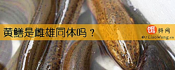 黄鳝是雌雄同体吗