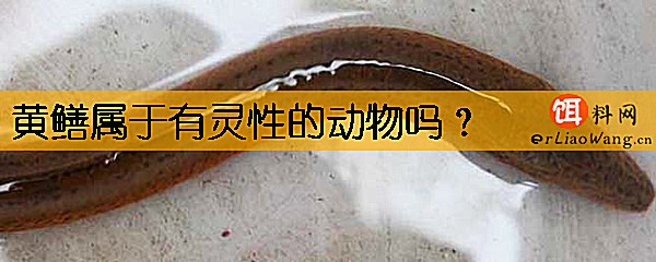 黄鳝属于有灵性的动物吗