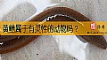 《黄鳝属于有灵性的动物吗？》封面图