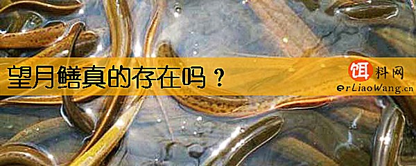 望月鳝真的存在吗