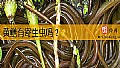 《黄鳝有寄生虫吗？》封面图