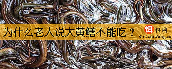 为什么老人说大黄鳝不能吃