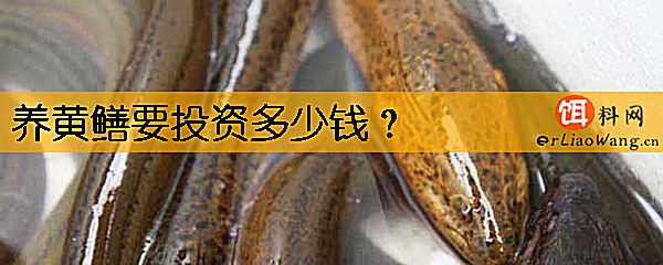 养黄鳝要投资多少钱