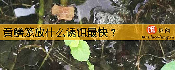 黄鳝笼放什么诱饵最快