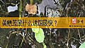 《黄鳝笼放什么诱饵最快？》封面图