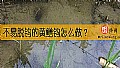 《不易脱钩的黄鳝钩怎么做？》封面图
