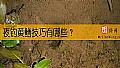 夜钓黄鳝技巧有哪些？