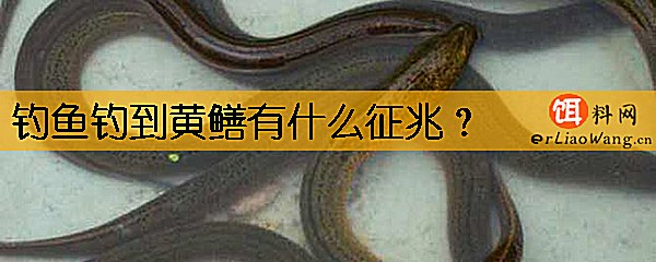 钓鱼钓到黄鳝有什么征兆