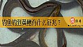 《钓鱼钓到黄鳝有什么征兆？》封面图
