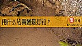 《用什么钓黄鳝最好钓？》封面图