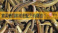 《捕黄鳝饵料绝密配方有哪些？》封面图