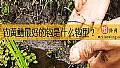 《钓黄鳝最好的钩是什么钩型？》封面图