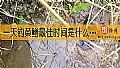 《一天钓黄鳝最佳时间是什么时候？》封面图