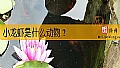 《小龙虾是什么动物？》封面图