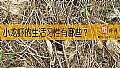 《小龙虾的生活习性有哪些？》封面图