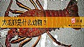 《大龙虾是什么动物？》封面图