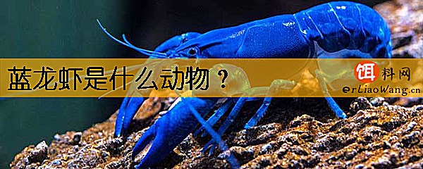 蓝龙虾是什么动物