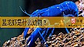 《蓝龙虾是什么动物？》封面图