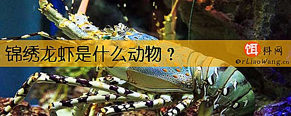 锦绣龙虾是什么动物