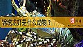 《锦绣龙虾是什么动物？》封面图