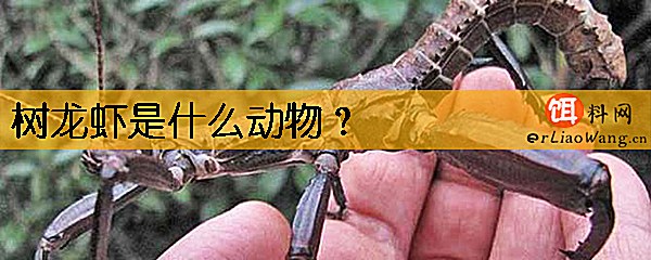 树龙虾是什么动物