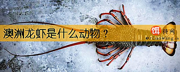 澳洲龙虾是什么动物