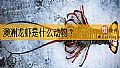 《澳洲龙虾是什么动物？》封面图