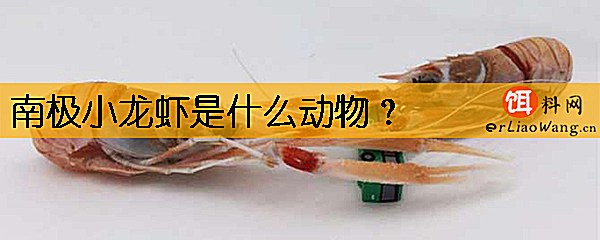 南极小龙虾是什么动物